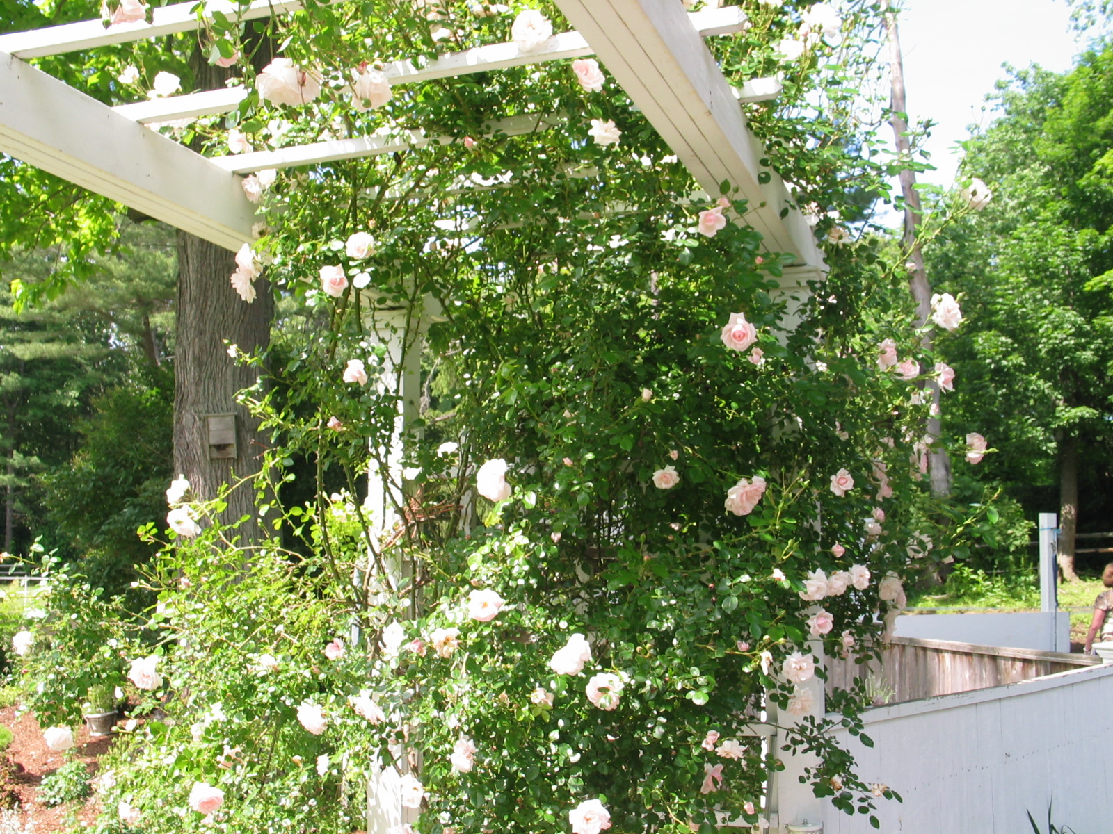 'New Dawn' Rose Blossomed on Recent Garden Tour - American ...